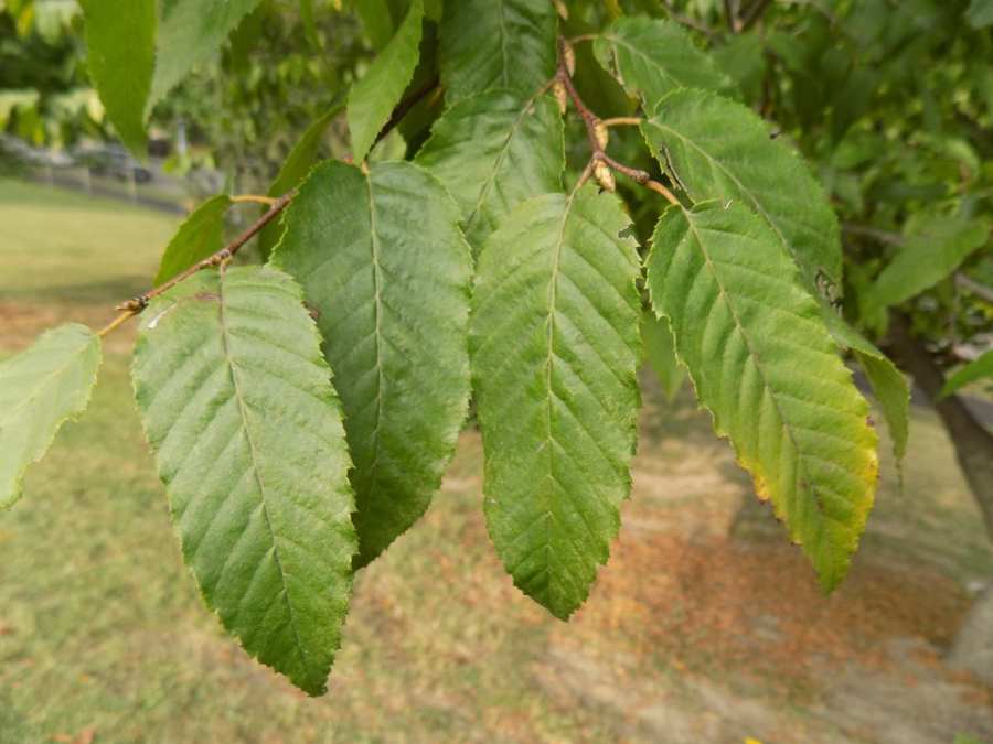 American Hornbeam MSD american-hornbeam-msd